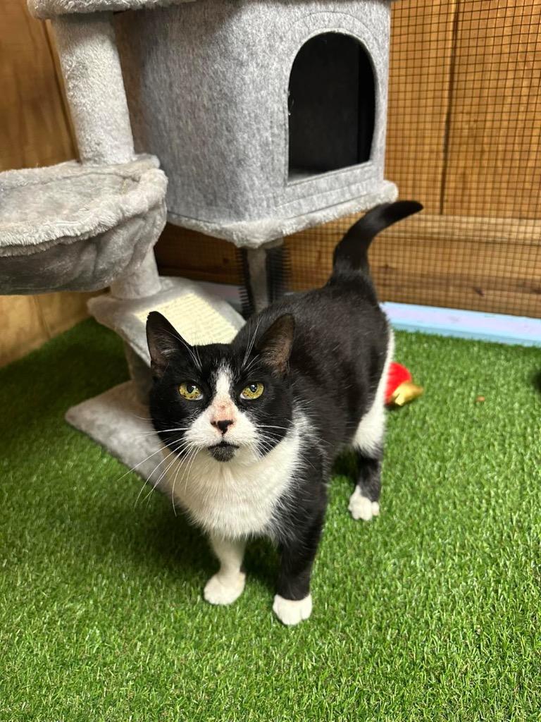 TILLY, Adoptable, Young Female Abyssinian.