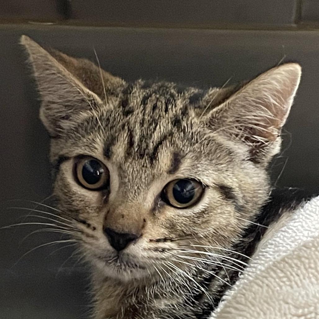 Vinyl, a Adoptable Domestic Short Hair in Mount Juliet, TN image 1/2