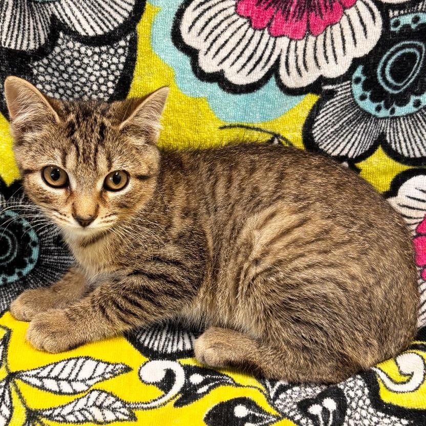 Vinyl, a Adoptable Domestic Short Hair in Mount Juliet, TN image 2/2