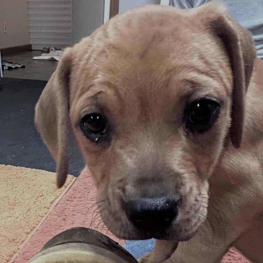 Grace, Adoptable, Puppy Female Beagle.