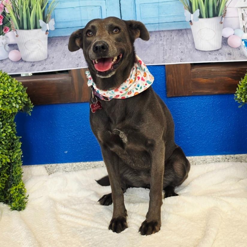 Enlarge April, a Adoptable mixed breed in Tyler, TX image 2/5