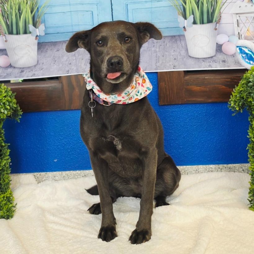 Enlarge April, a Adoptable mixed breed in Tyler, TX image 4/5
