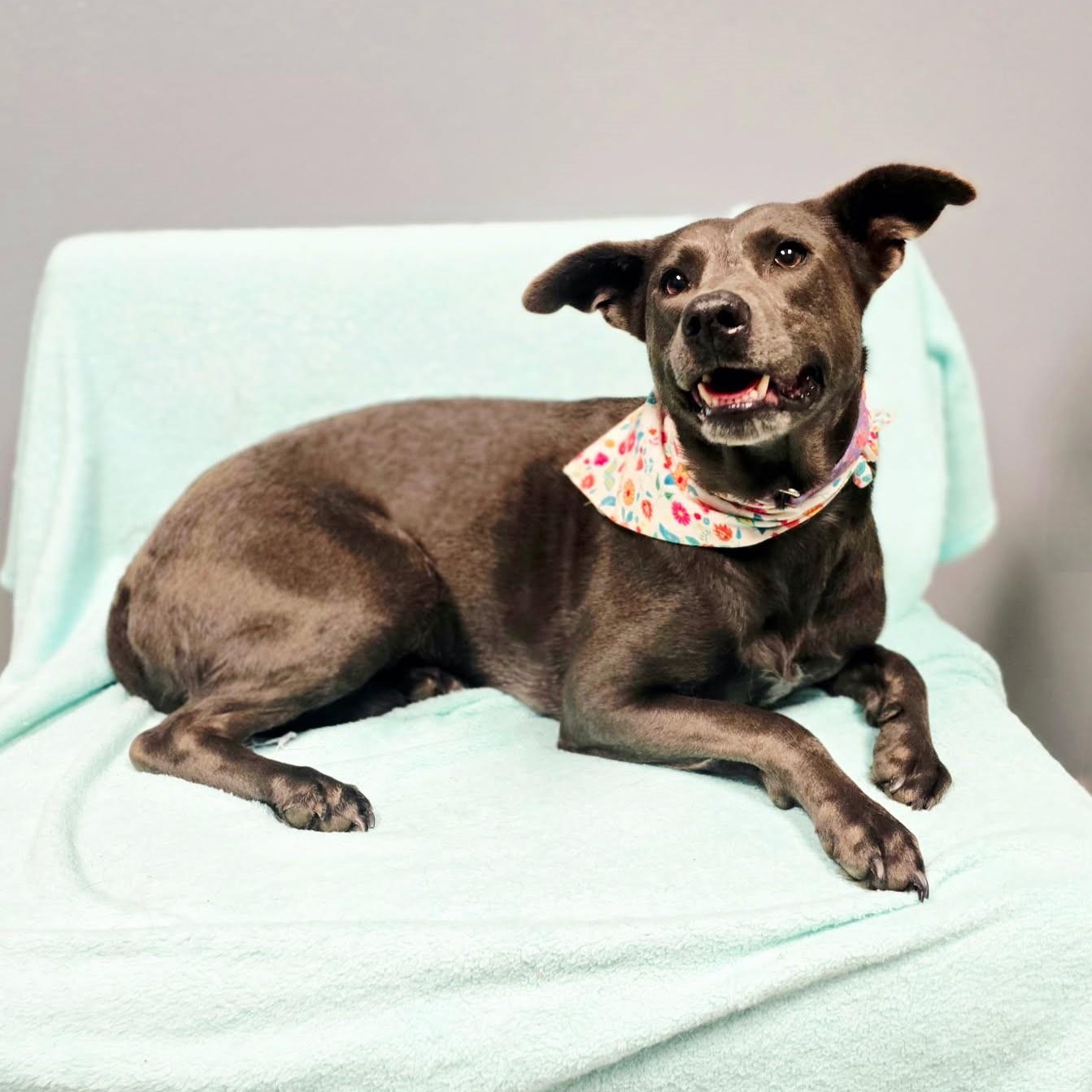 Enlarge April, a Adoptable mixed breed in Tyler, TX image 3/5