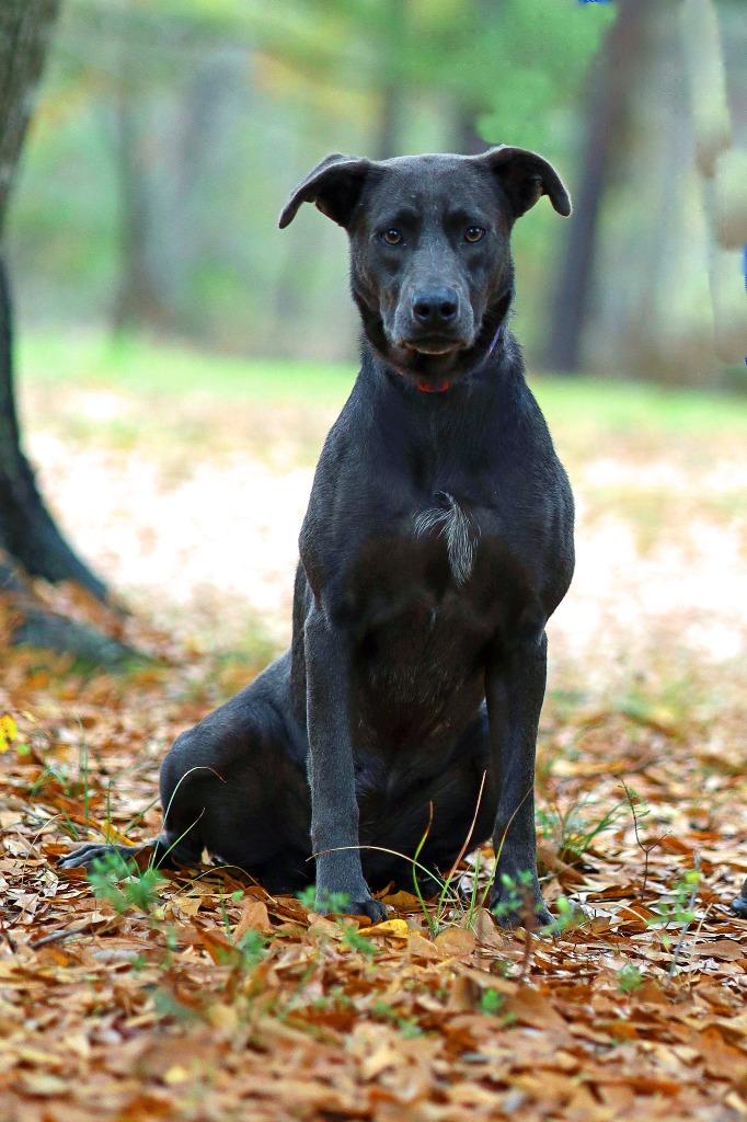 Enlarge April, a Adoptable mixed breed in Tyler, TX image 5/5
