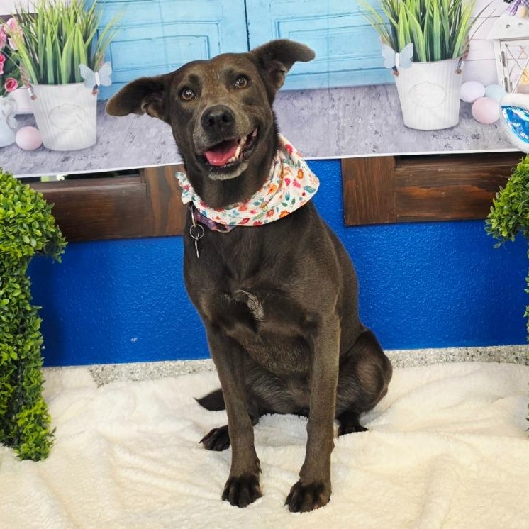 Enlarge April, a Adoptable mixed breed in Tyler, TX image 1/5