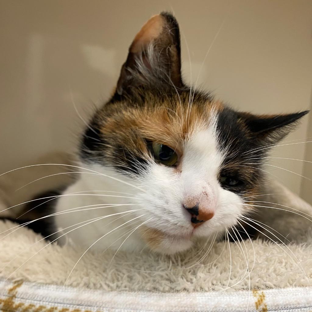 Enlarge Kahlua, a Adoptable mixed breed in Fall River, MA image 1/6