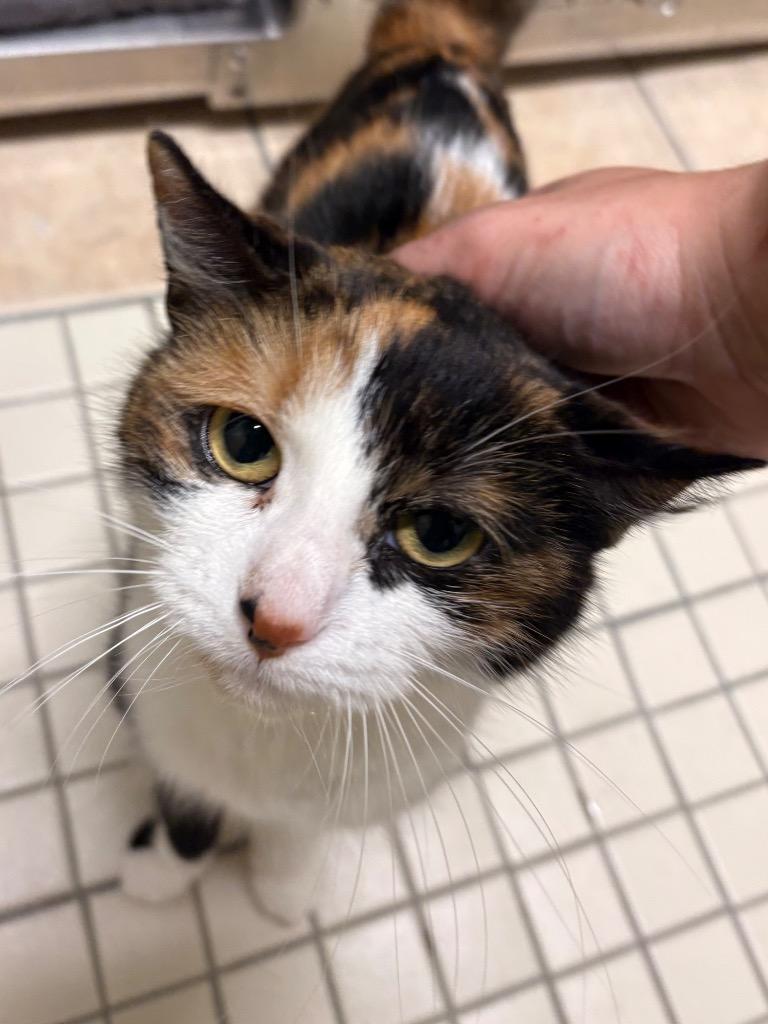 Enlarge Kahlua, a Adoptable mixed breed in Fall River, MA image 2/6