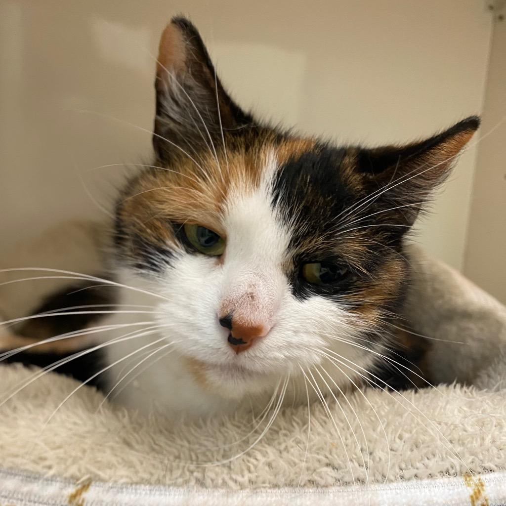 Enlarge Kahlua, a Adoptable mixed breed in Fall River, MA image 3/6