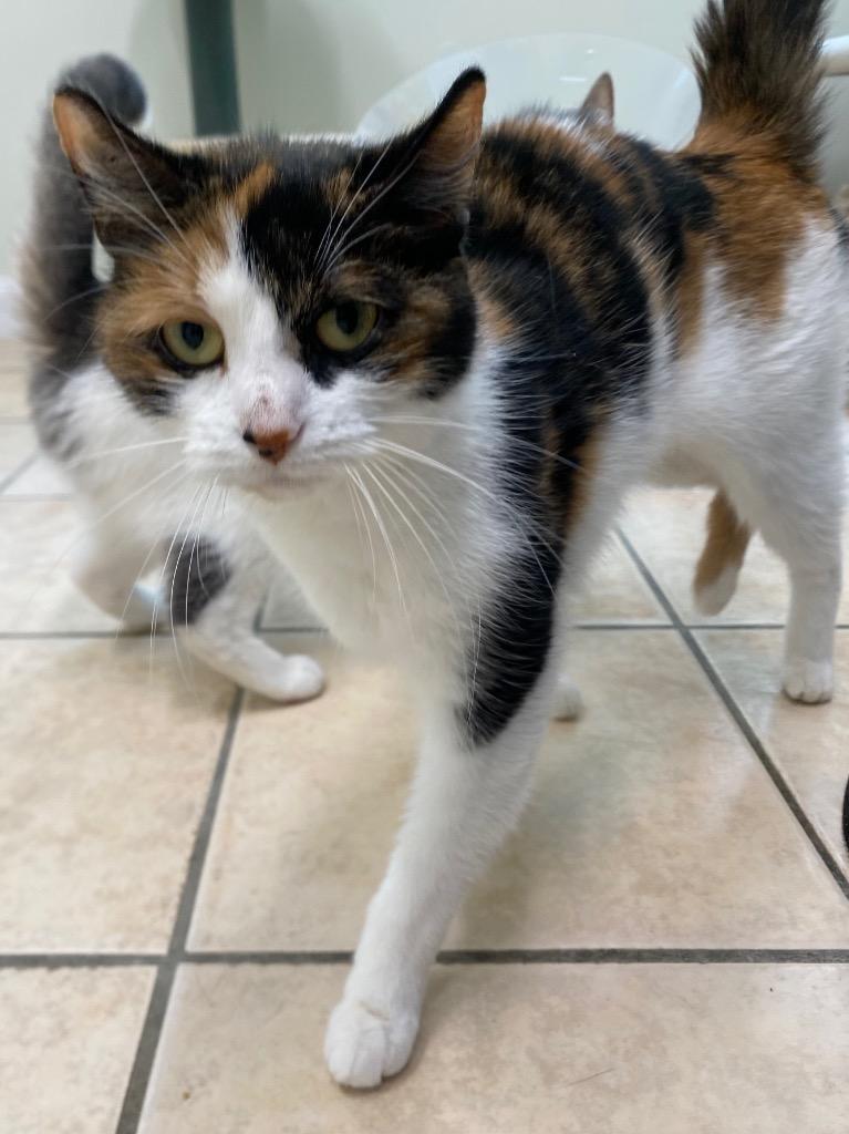 Enlarge Kahlua, a Adoptable mixed breed in Fall River, MA image 5/6