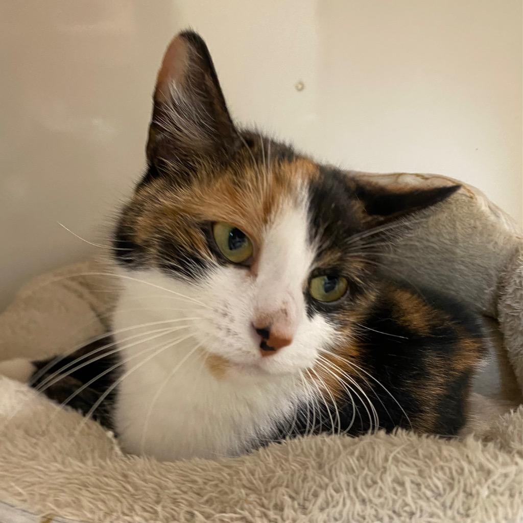 Enlarge Kahlua, a Adoptable mixed breed in Fall River, MA image 6/6