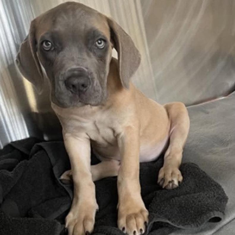 Nyx, Adoptable, Puppy Female Cane Corso.