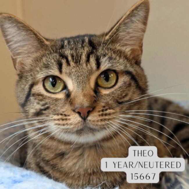 Enlarge Theo, a Adoptable Domestic Short Hair in Supply, NC image 1/1