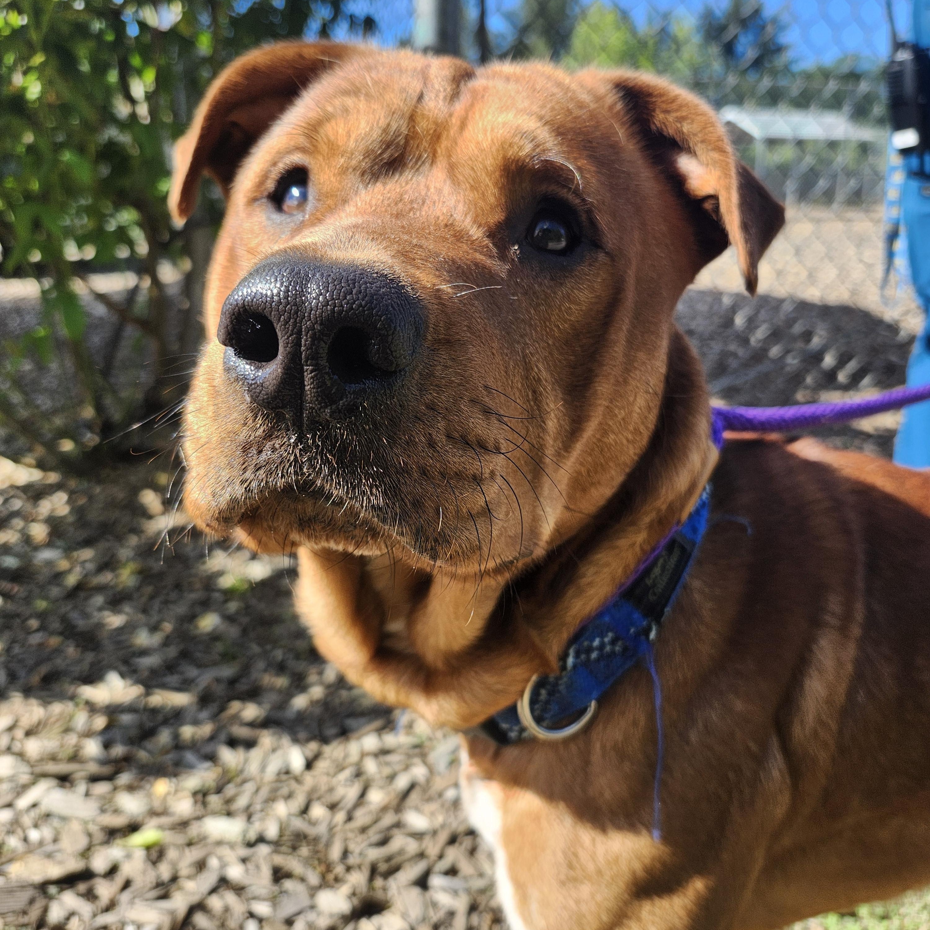 Rafiki, a Adopted mixed breed in Lake Oswego, OR image 2/4