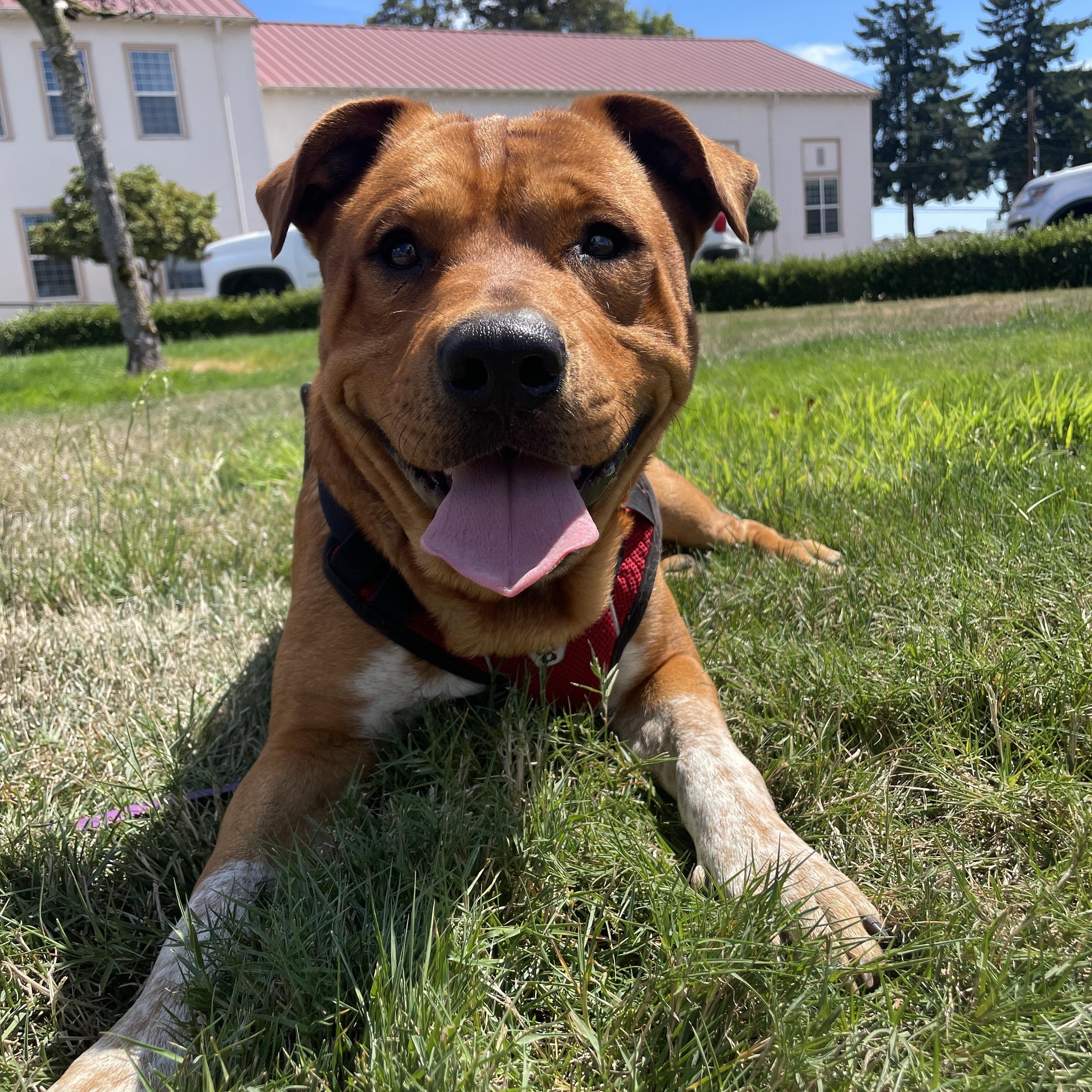 Rafiki, a Adopted mixed breed in Lake Oswego, OR image 1/4
