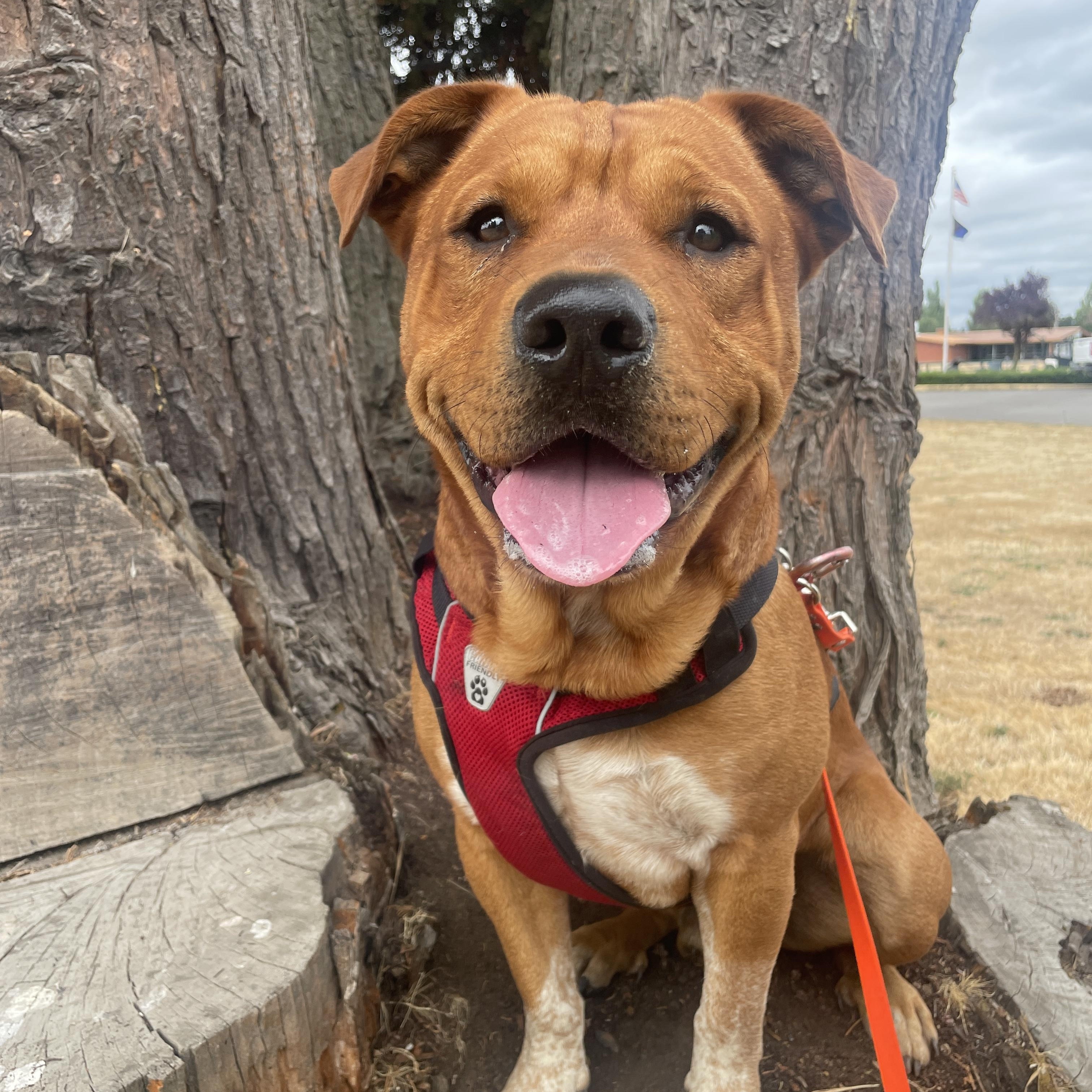 Rafiki, a Adopted mixed breed in Lake Oswego, OR image 4/4