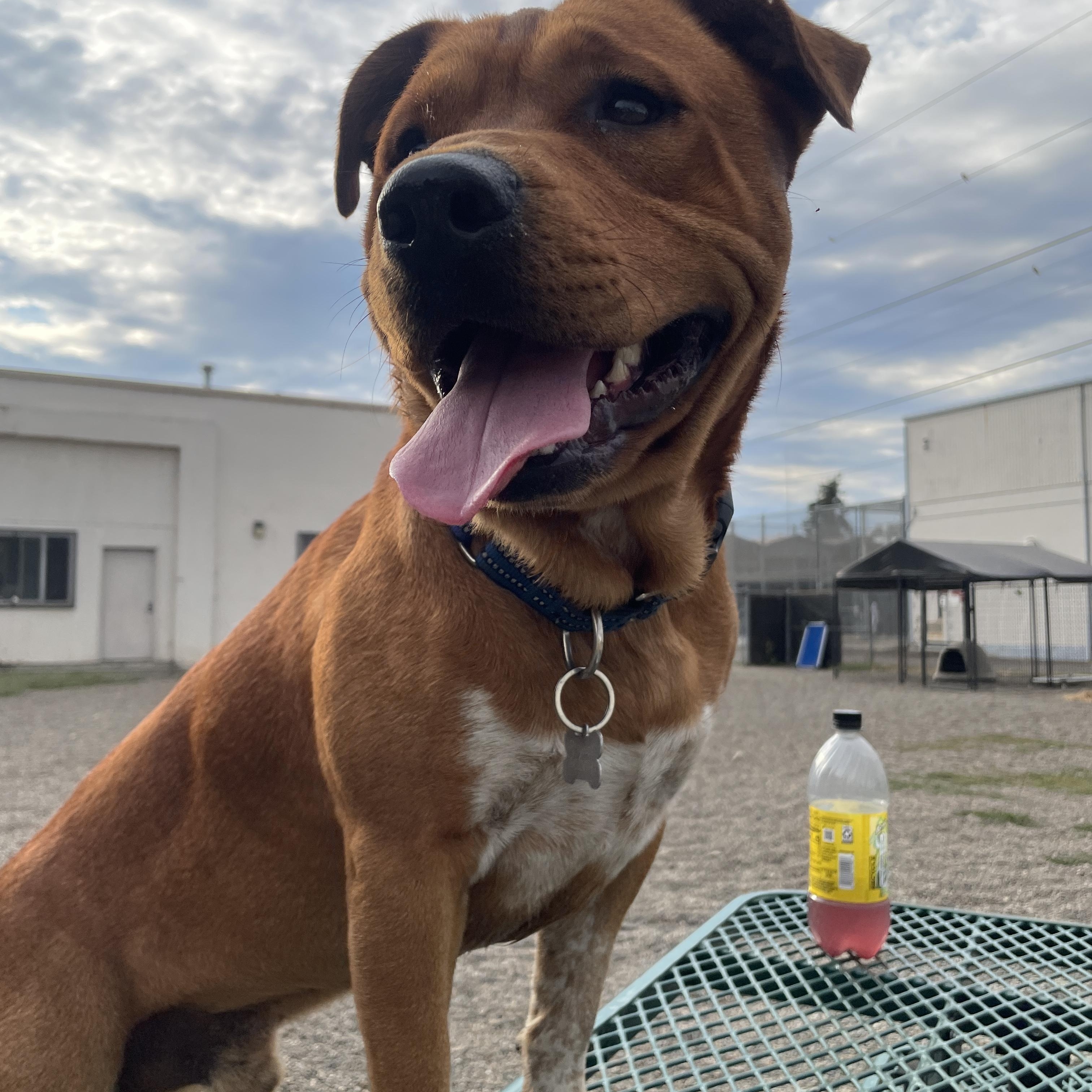 Rafiki, a Adopted mixed breed in Lake Oswego, OR image 3/4