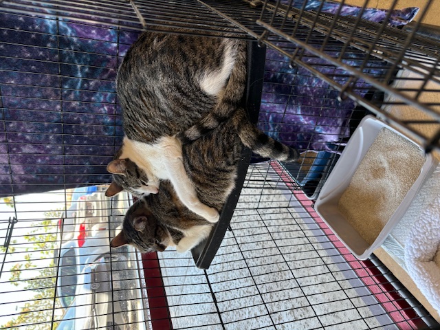 Enlarge Chippy, a Adoptable Domestic Short Hair in Aliso Viejo, CA image 5/5