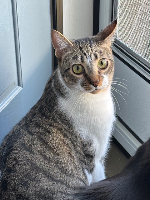 Enlarge Chippy, a Adoptable Domestic Short Hair in Aliso Viejo, CA image 1/5