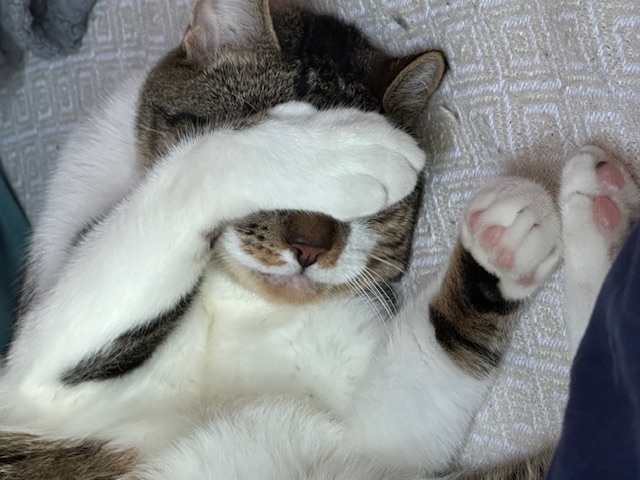 Enlarge Chippy, a Adoptable Domestic Short Hair in Aliso Viejo, CA image 2/5