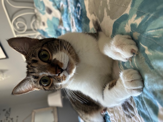 Enlarge Chippy, a Adoptable Domestic Short Hair in Aliso Viejo, CA image 4/5