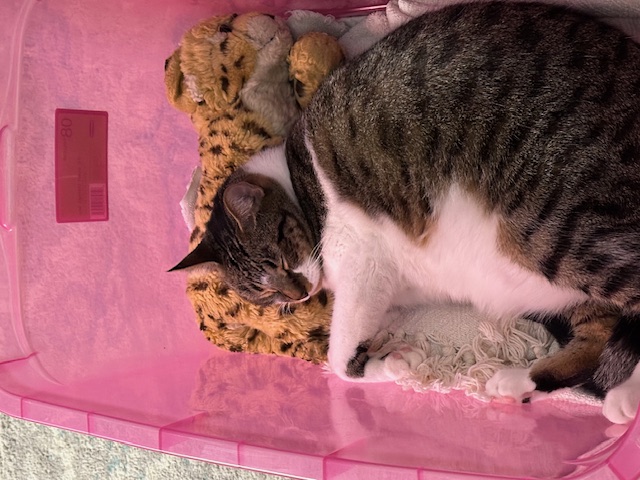 Enlarge Chippy, a Adoptable Domestic Short Hair in Aliso Viejo, CA image 3/5