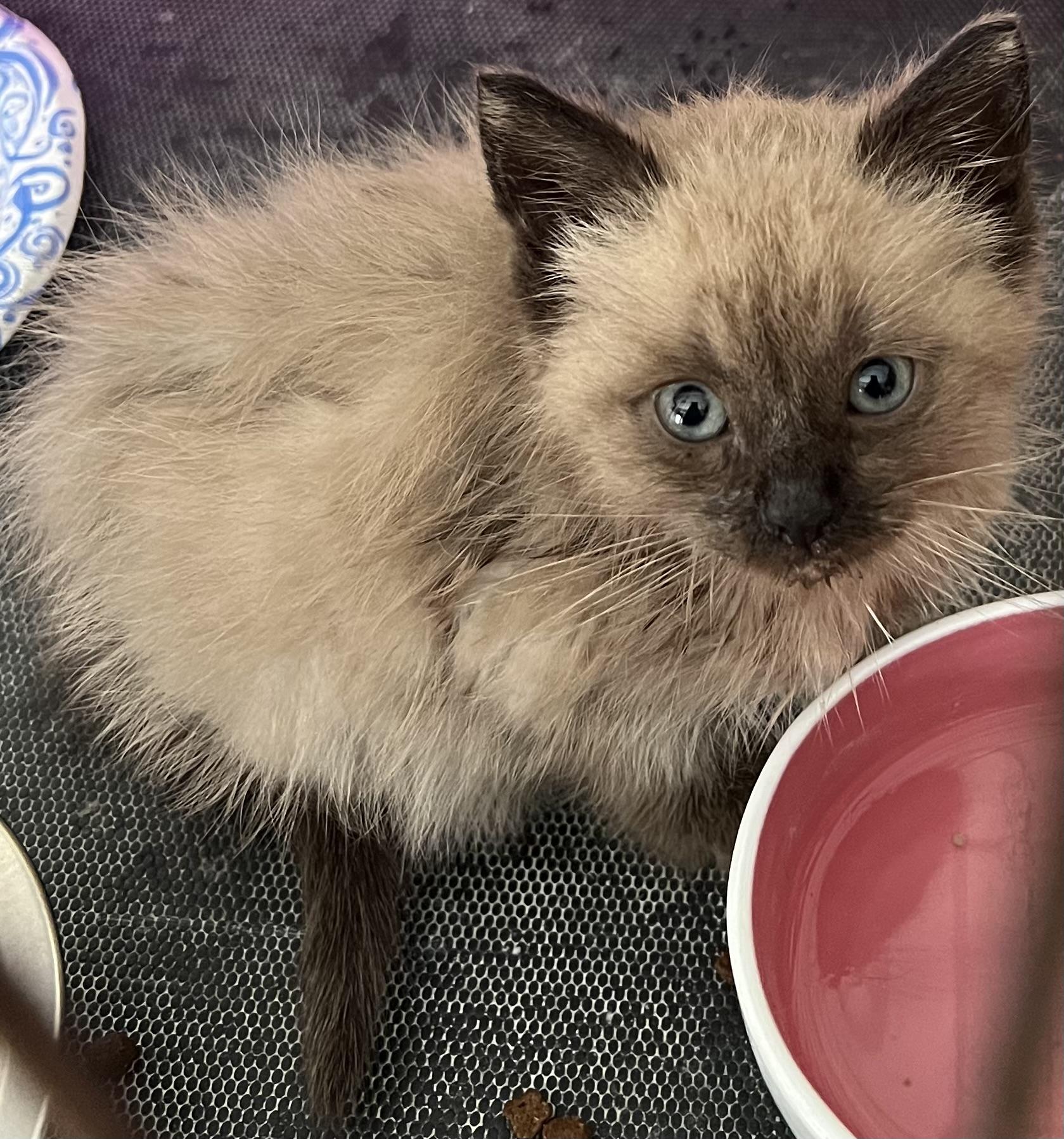 Enlarge Ghirardelli, a Adopted Siamese in Williamsville, NY image 1/2