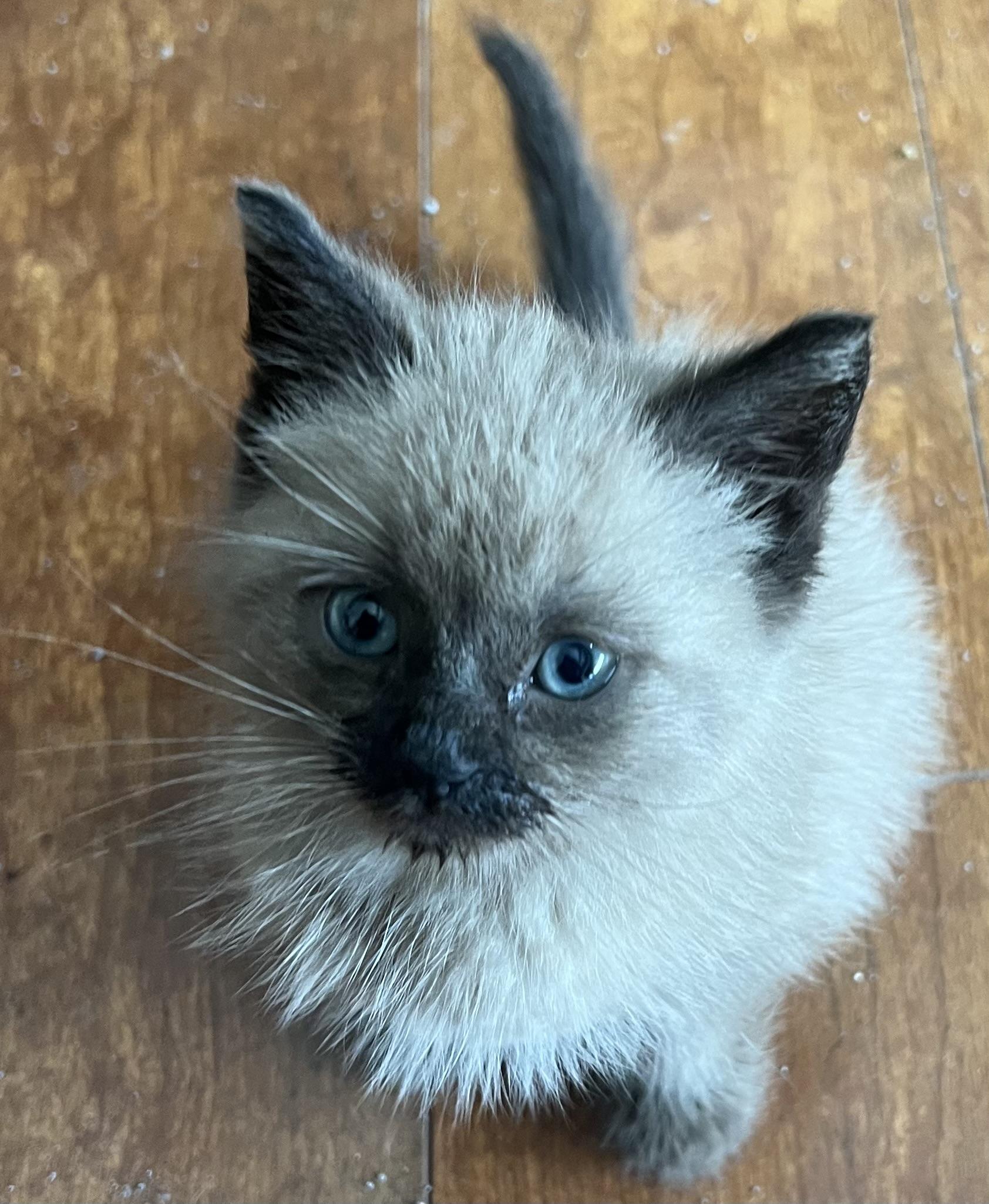 Enlarge Ghirardelli, a Adopted Siamese in Williamsville, NY image 2/2