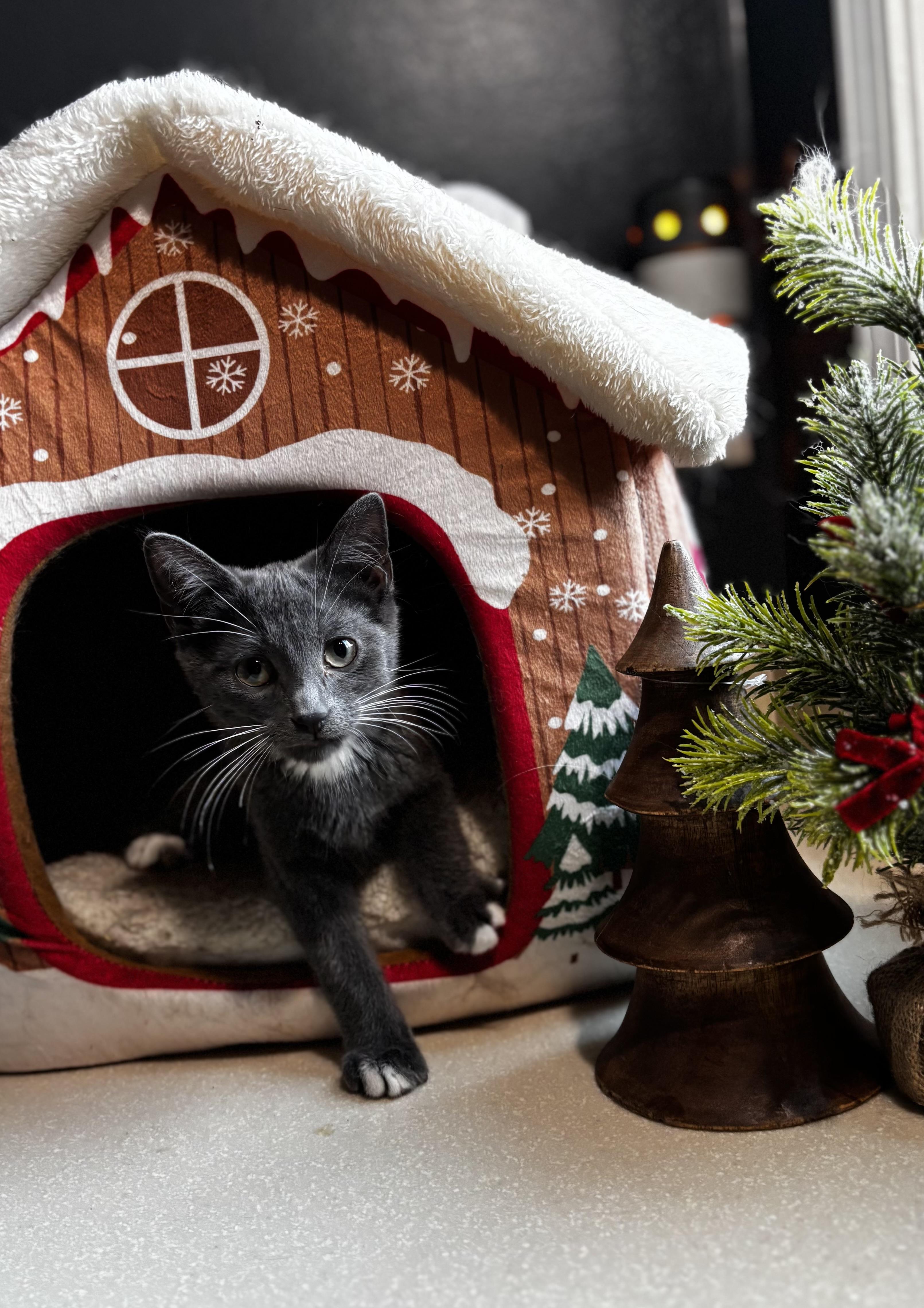 Bug: Pre-Adoption, ADOPTABLE, Kitten Male Domestic Short Hair.