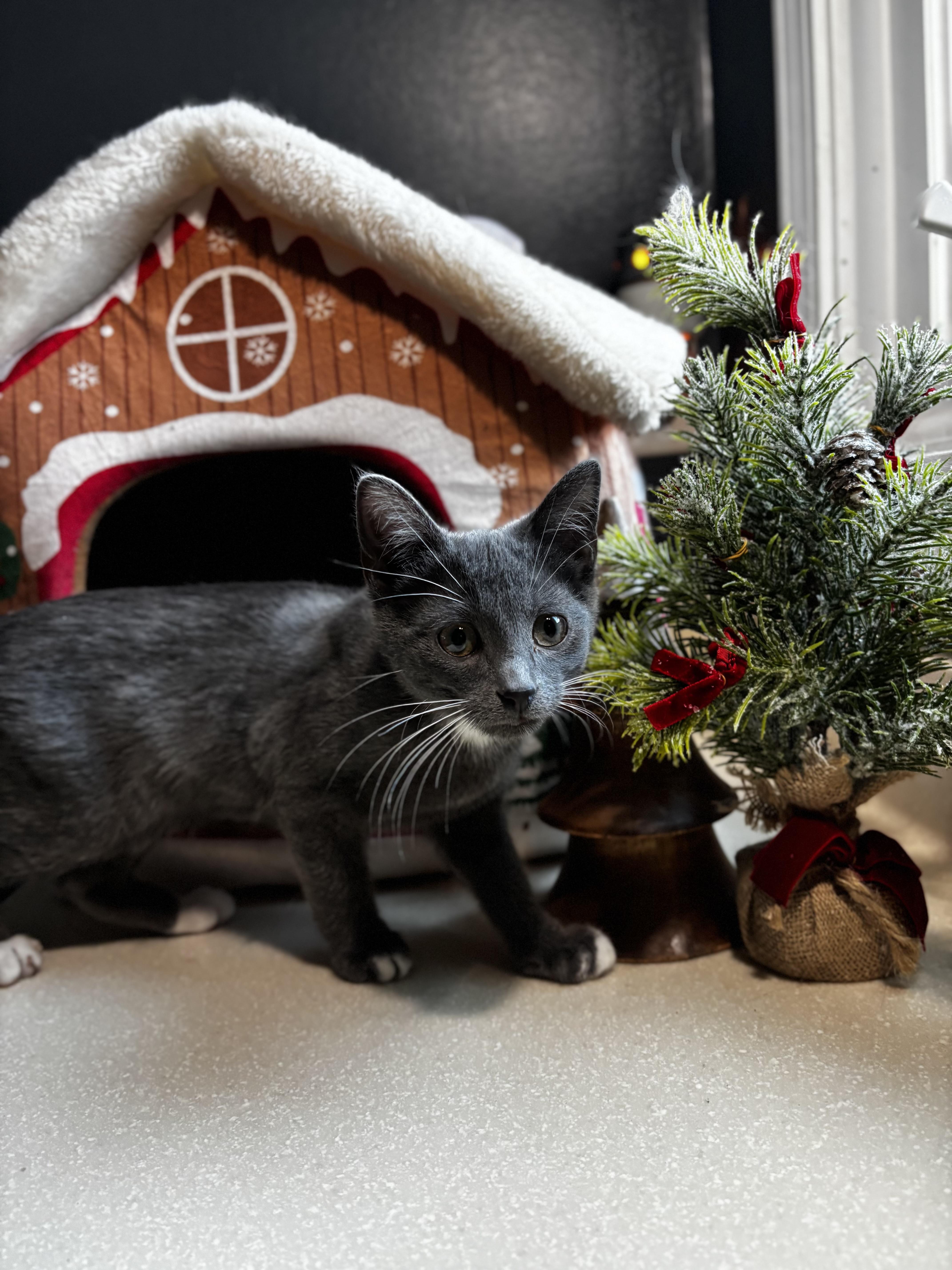 Enlarge Bug: Pre-Adoption, a ADOPTABLE Domestic Short Hair in Ortonville, MI image 2/2