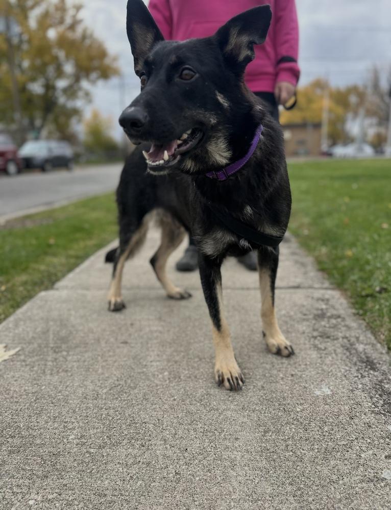 Enlarge Asha, a Adoptable German Shepherd Dog in Cheektowaga, NY image 1/1
