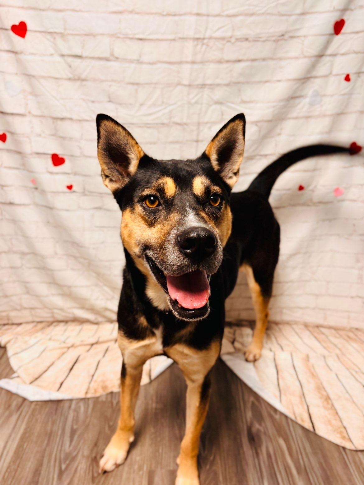 Stephen, Adoptable, Adult Male Mixed Breed & Husky.