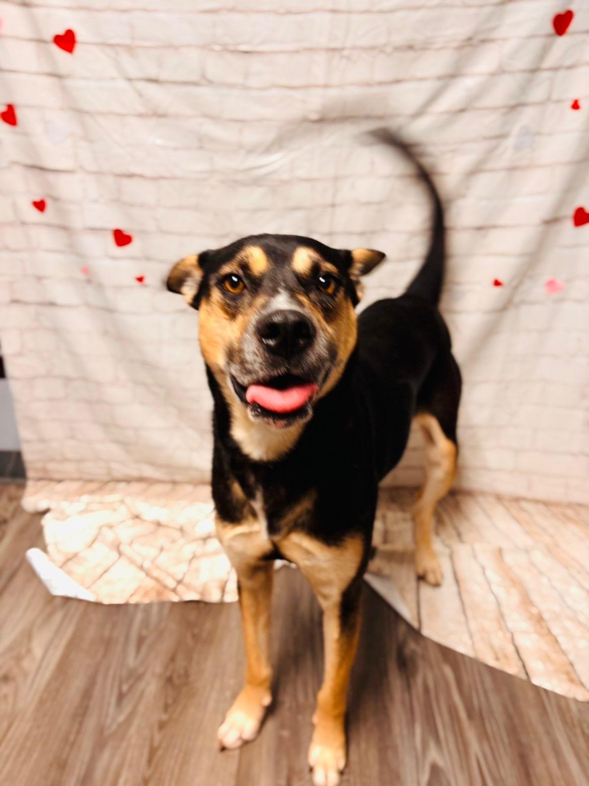 Enlarge Stephen, a Adoptable mixed breed in Statesboro, GA image 2/3