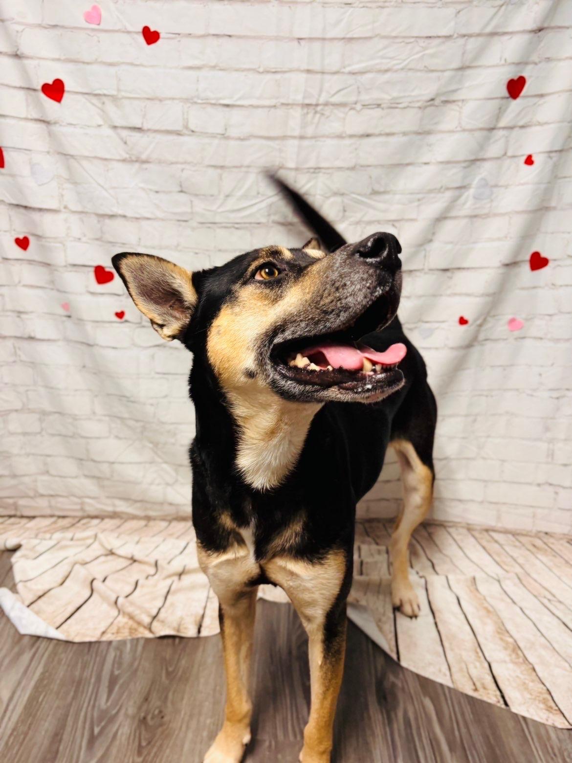 Enlarge Stephen, a Adoptable mixed breed in Statesboro, GA image 3/3