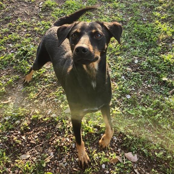 Emlyn, Adoptable, Adult Female Hound & Mixed Breed.
