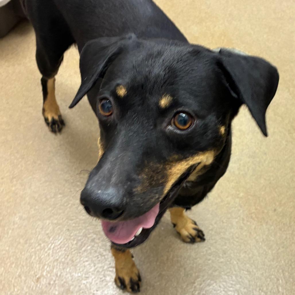 Enlarge Emlyn, a Adoptable mixed breed in Corpus Christi, TX image 2/6