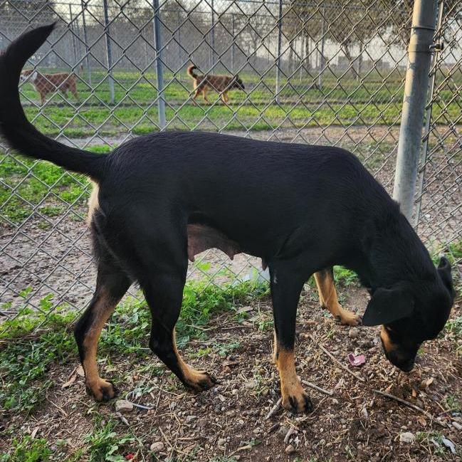 Enlarge Emlyn, a Adoptable mixed breed in Corpus Christi, TX image 3/6