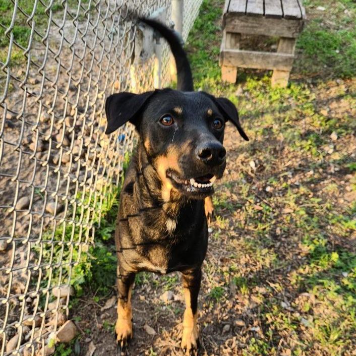 Enlarge Emlyn, a Adoptable mixed breed in Corpus Christi, TX image 4/6