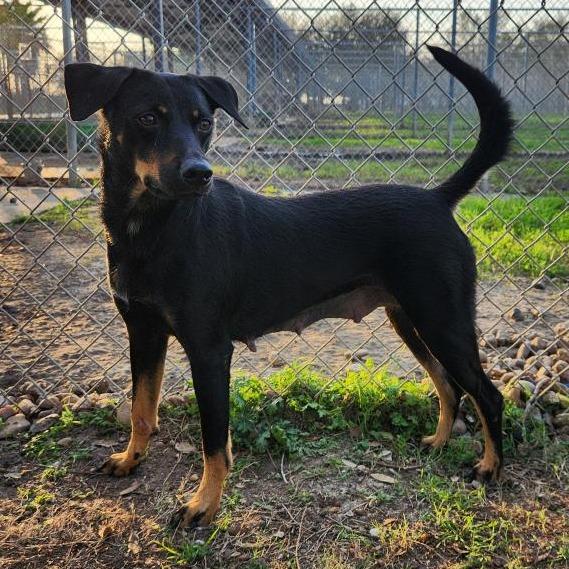 Enlarge Emlyn, a Adoptable mixed breed in Corpus Christi, TX image 5/6