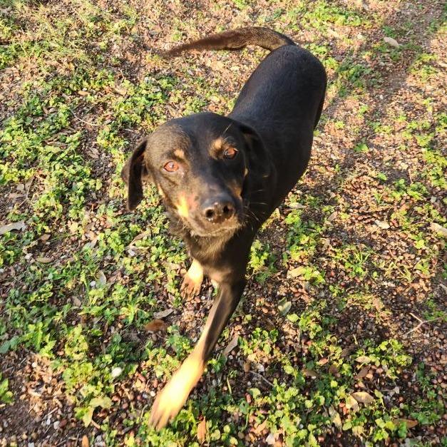 Enlarge Emlyn, a Adoptable mixed breed in Corpus Christi, TX image 6/6