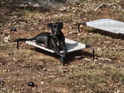 Samoa, a Adoptable mixed breed in Knoxville, TN image 2/3