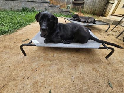 Samoa, a Adoptable mixed breed in Knoxville, TN image 3/3