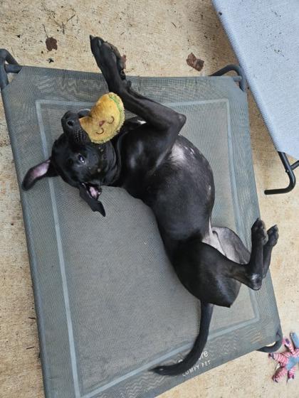 Samoa, a Adoptable mixed breed in Knoxville, TN image 3/3