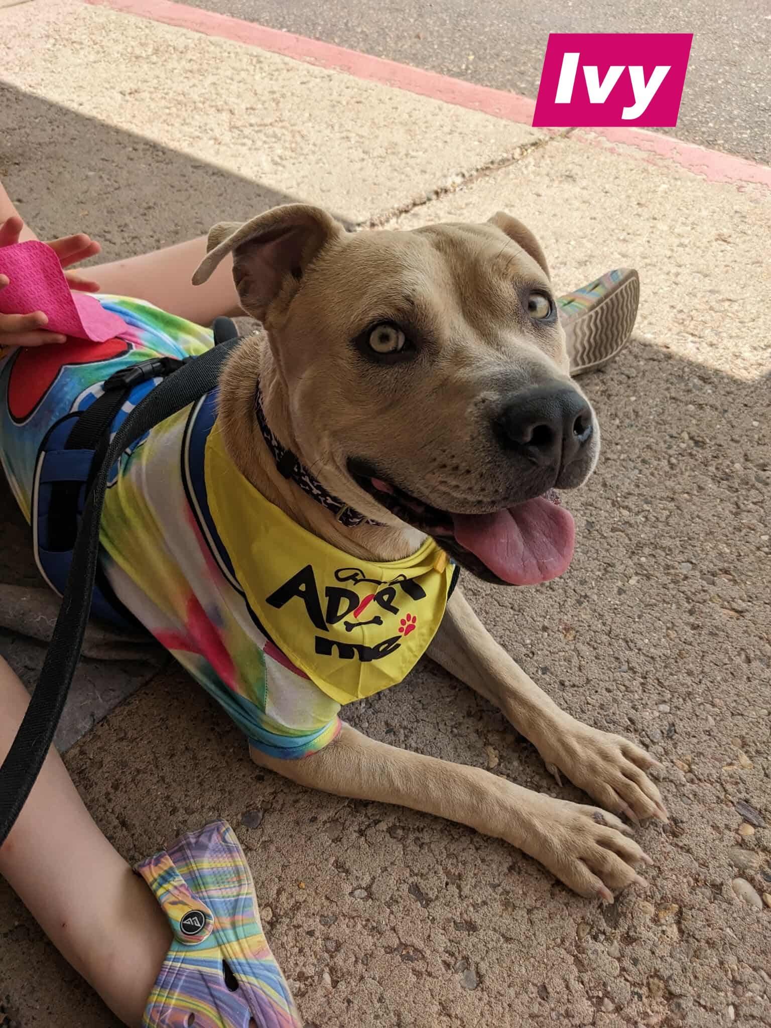 Enlarge Lol-Ivy, an adoptable American Staffordshire Terrier in Billings, MT image 1/2