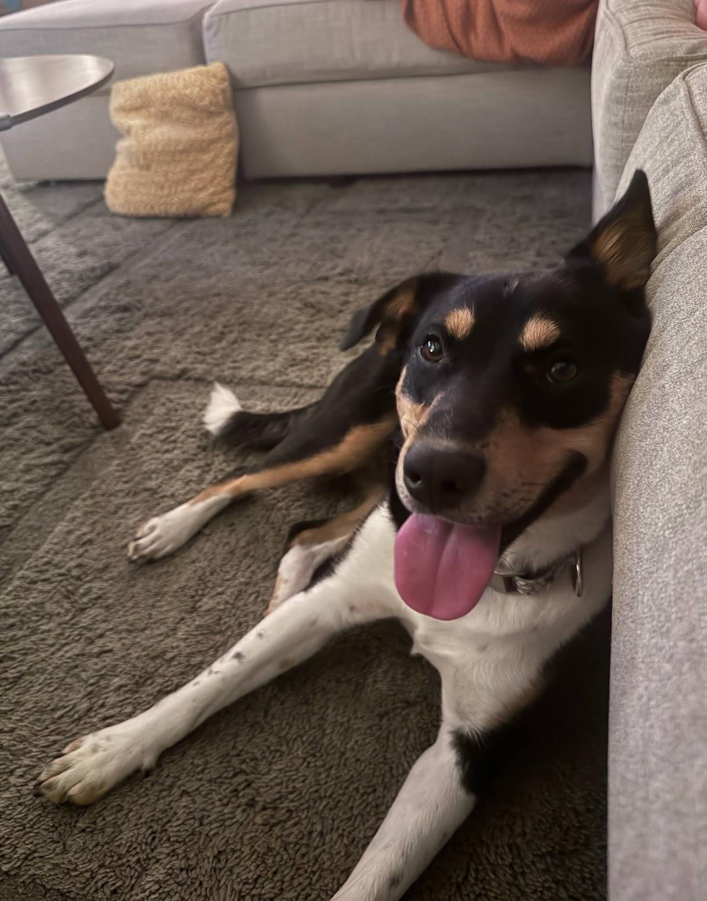 Enlarge Kala, an adoptable mixed breed in Cumming, GA image 4/5