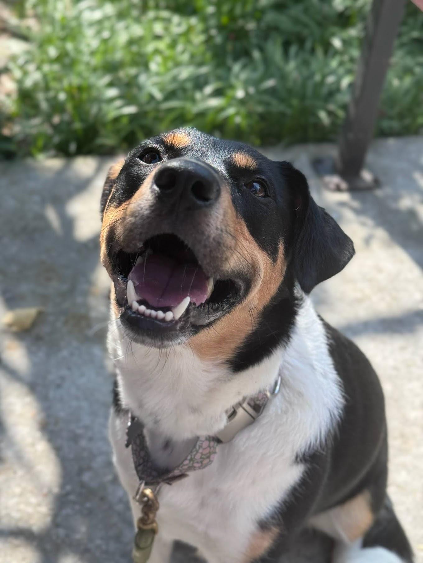 Enlarge Kala, an adoptable mixed breed in Cumming, GA image 5/5