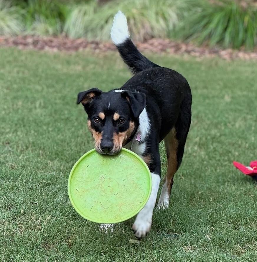 Enlarge Kala, an adoptable mixed breed in Cumming, GA image 3/5