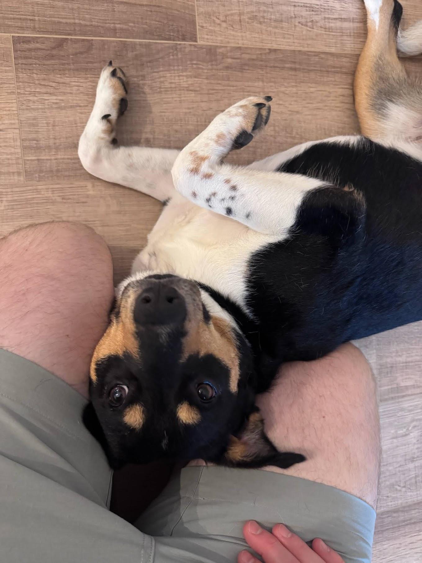 Enlarge Kala, an adoptable mixed breed in Cumming, GA image 2/5