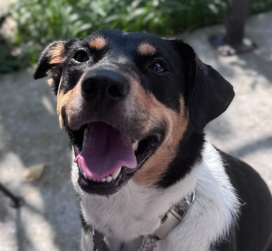 Kala, adoptable, Young Female English Shepherd & Rottweiler.