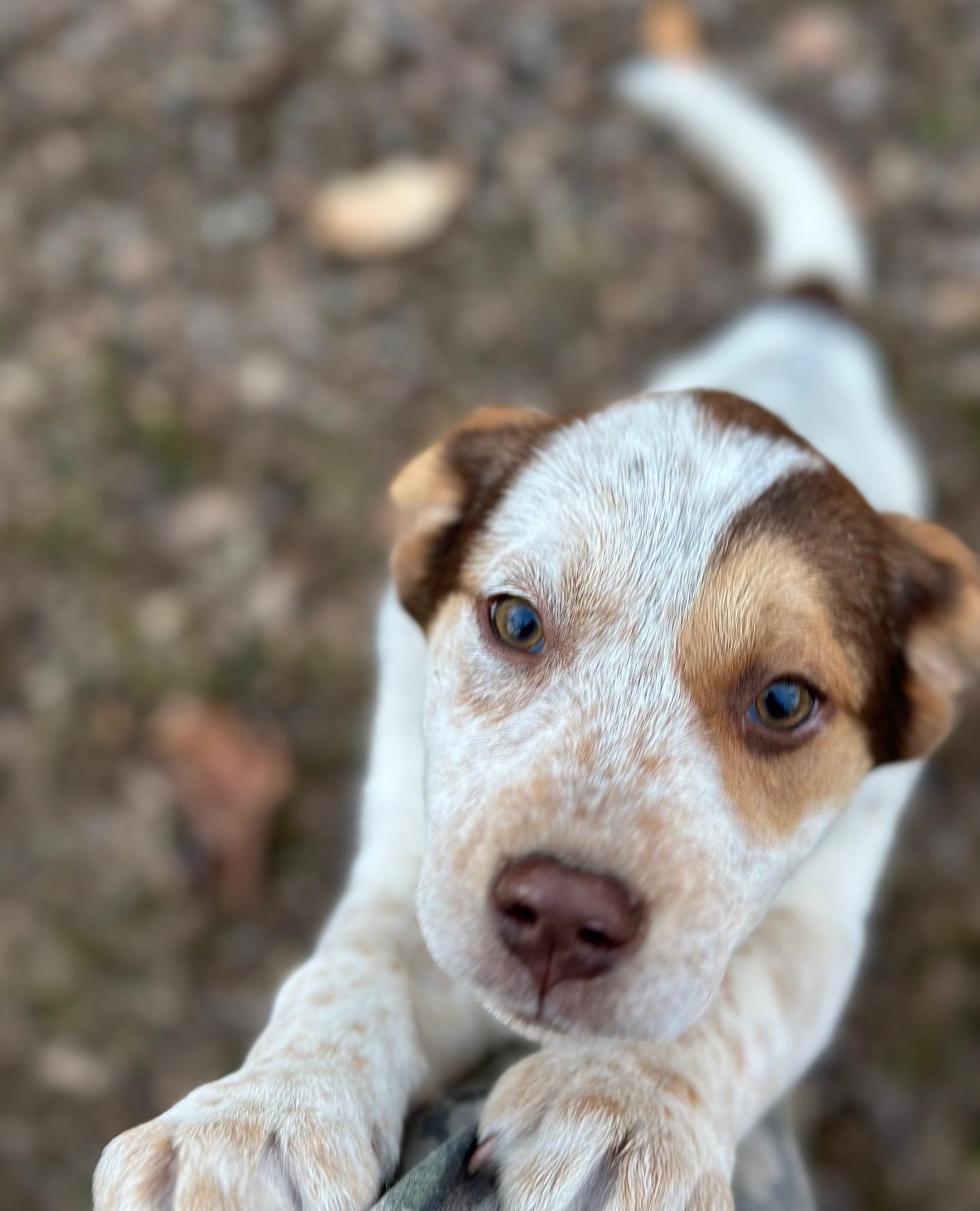 Enlarge Trinity (Available Feb 7, 2026), an adopted mixed breed in Clarksville, VA image 1/5