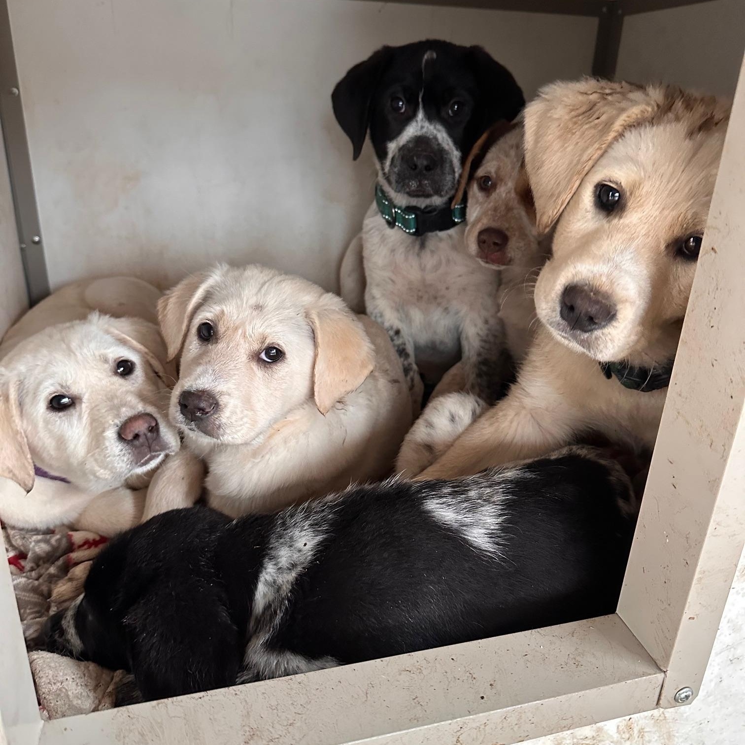 Enlarge Trinity (Available Feb 7, 2026), an adopted mixed breed in Clarksville, VA image 5/5